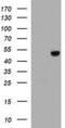 Adipocyte Plasma Membrane Associated Protein antibody, MA5-25805, Invitrogen Antibodies, Western Blot image 