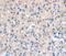 TELO2 Interacting Protein 1 antibody, PA5-50852, Invitrogen Antibodies, Immunohistochemistry frozen image 