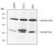 HAP antibody, AF815, R&D Systems, Immunoprecipitation image 