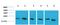 Peptidylprolyl Isomerase B antibody, M03229-2, Boster Biological Technology, Western Blot image 