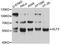 Kruppel Like Factor 5 antibody, LS-B14383, Lifespan Biosciences, Western Blot image 