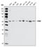 Checkpoint Kinase 2 antibody, STJ97956, St John