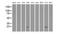 Crystallin Alpha B antibody, NBP2-70454, Novus Biologicals, Western Blot image 