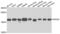 Programmed Cell Death 6 antibody, LS-B15517, Lifespan Biosciences, Western Blot image 