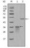 Secretoglobin Family 2A Member 2 antibody, MA5-15479, Invitrogen Antibodies, Western Blot image 