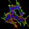 ATF4 antibody, orb150622, Biorbyt, Immunofluorescence image 