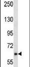 Negative Regulator Of Ubiquitin Like Proteins 1 antibody, PA5-12190, Invitrogen Antibodies, Western Blot image 