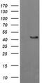 Gamma-Butyrobetaine Hydroxylase 1 antibody, MA5-26203, Invitrogen Antibodies, Western Blot image 