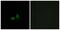 Cadherin 24 antibody, PA5-38858, Invitrogen Antibodies, Immunofluorescence image 