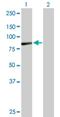 Aminopeptidase O (Putative) antibody, H00084909-B01P, Novus Biologicals, Western Blot image 