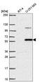 Spermine Oxidase antibody, HPA060198, Atlas Antibodies, Western Blot image 