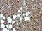 Mediator Complex Subunit 17 antibody, PA5-30314, Invitrogen Antibodies, Immunohistochemistry frozen image 