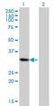 Paired Related Homeobox 2 antibody, H00051450-M01, Novus Biologicals, Western Blot image 