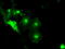 Solute Carrier Family 2 Member 5 antibody, M05185-1, Boster Biological Technology, Immunofluorescence image 