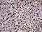 LIM Homeobox 4 antibody, M05503, Boster Biological Technology, Immunohistochemistry paraffin image 