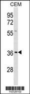 Ephrin B1 antibody, 60-871, ProSci, Western Blot image 