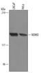 NODAL Modulator 2 antibody, AF3755, R&D Systems, Western Blot image 