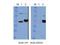 Indoleamine 2,3-Dioxygenase 2 antibody, A06002, Boster Biological Technology, Western Blot image 