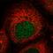 Zinc Finger Protein 577 antibody, HPA046761, Atlas Antibodies, Immunofluorescence image 