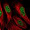 Protein Phosphatase 1 Regulatory Subunit 10 antibody, HPA047248, Atlas Antibodies, Immunofluorescence image 