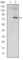 Apolipoprotein E antibody, abx010563, Abbexa, Western Blot image 