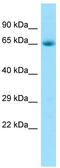 G Protein-Coupled Receptor 37 antibody, TA338153, Origene, Western Blot image 