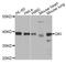 QKI, KH Domain Containing RNA Binding antibody, A7043, ABclonal Technology, Western Blot image 