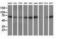 Peptidylprolyl Isomerase Domain And WD Repeat Containing 1 antibody, LS-C172472, Lifespan Biosciences, Western Blot image 