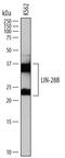 Lin-28 Homolog B antibody, AF7726, R&D Systems, Western Blot image 