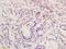 Iroquois Homeobox 3 antibody, orb101413, Biorbyt, Immunohistochemistry paraffin image 