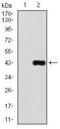 Delta Like Canonical Notch Ligand 4 antibody, GTX60604, GeneTex, Western Blot image 