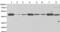 Protein Kinase CAMP-Dependent Type I Regulatory Subunit Alpha antibody, TA324281, Origene, Western Blot image 