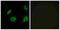 Olfactory Receptor Family 4 Subfamily B Member 1 antibody, A17689, Boster Biological Technology, Western Blot image 