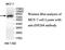 Zinc Finger Protein 268 antibody, MBS416355, MyBioSource, Western Blot image 