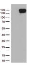 Transcriptional Repressor GATA Binding 1 antibody, CF813180, Origene, Western Blot image 