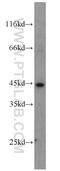 Eukaryotic Translation Initiation Factor 3 Subunit G antibody, 11165-1-AP, Proteintech Group, Western Blot image 