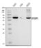 Insulin Like Growth Factor 2 MRNA Binding Protein 1 antibody, A02007-2, Boster Biological Technology, Western Blot image 