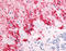 Solute Carrier Family 1 Member 3 antibody, TA317310, Origene, Immunohistochemistry frozen image 