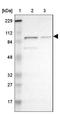 GIT ArfGAP 1 antibody, NBP1-86144, Novus Biologicals, Western Blot image 