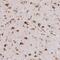 Transmembrane Protein 229B antibody, NBP1-92520, Novus Biologicals, Immunohistochemistry frozen image 