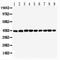 Paraoxonase 2 antibody, orb176696, Biorbyt, Western Blot image 