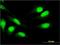 Myeloid Cell Nuclear Differentiation Antigen antibody, H00004332-M01, Novus Biologicals, Immunofluorescence image 