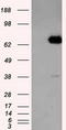 Leukotriene A4 Hydrolase antibody, LS-C114758, Lifespan Biosciences, Western Blot image 