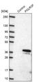 RNA Polymerase III Subunit F antibody, NBP2-47328, Novus Biologicals, Western Blot image 