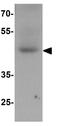 WD Repeat Domain, Phosphoinositide Interacting 2 antibody, GTX31513, GeneTex, Western Blot image 