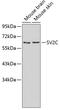 Synaptic Vesicle Glycoprotein 2C antibody, 19-053, ProSci, Western Blot image 