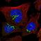 Zinc Finger Protein 287 antibody, NBP1-82360, Novus Biologicals, Immunofluorescence image 