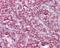 Cystatin-B antibody, GTX101458, GeneTex, Immunohistochemistry paraffin image 