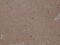 Spastin antibody, M00521, Boster Biological Technology, Immunohistochemistry frozen image 