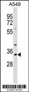 RNA Binding Motif Protein 11 antibody, 59-312, ProSci, Western Blot image 